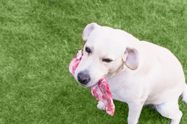 Lekki Pies Labrador Gryzie Kość Mięsną Trawniku — Zdjęcie stockowe