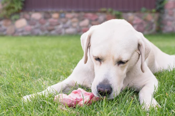 Lekki Pies Labrador Gryzie Kość Mięsną Trawniku — Zdjęcie stockowe