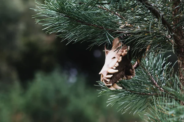 Fragmento Crânio Animal Floresta Pende Sobre Uma Árvore — Fotografia de Stock