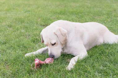  Hafif bir labrador köpeği çimenlikte et kemiğini kemiriyor.