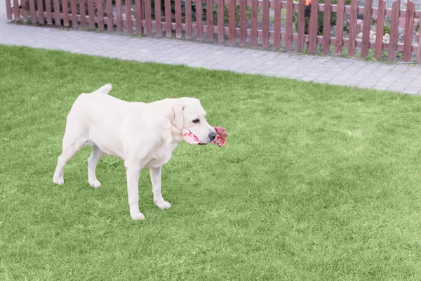 Lekki Pies Labrador Gryzie Kość Mięsną Trawniku — Zdjęcie stockowe