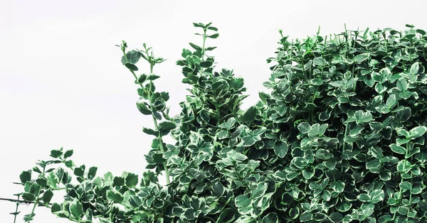 Arbusto Verde Tagliato Giardino Una Giornata Sole Brillante — Foto Stock