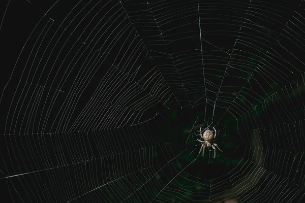 Una Araña Grande Sienta Una Telaraña Por Noche —  Fotos de Stock