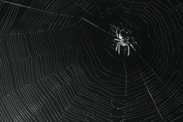 Uma Aranha Grande Senta Uma Teia Noite — Fotografia de Stock