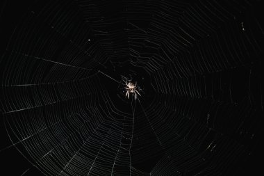 Büyük bir örümcek gece ağda oturur.