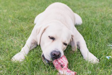 Hafif bir labrador köpeği çimenlikte et kemiğini kemiriyor.
