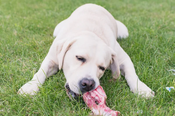  Hafif bir labrador köpeği çimenlikte et kemiğini kemiriyor.