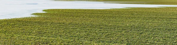 Eau Congelée Sur Champ Semé Céréales Agriculteurs — Photo