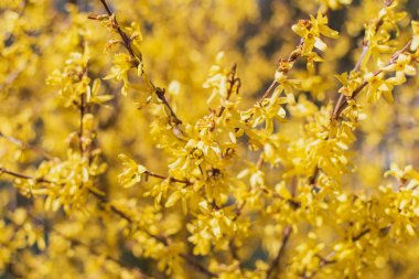 İlkbaharın başlarında ağaç dallarında çiçek tomurcukları
