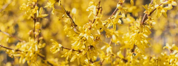 Pąki Kwiatów Gałęziach Drzew Wczesną Wiosną — Zdjęcie stockowe