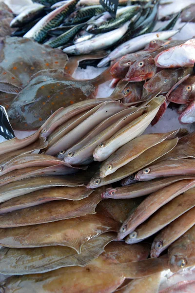 Plattfisk och och annan fisk — Stockfoto