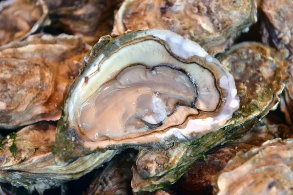 Fresh oysters — Stock Photo, Image