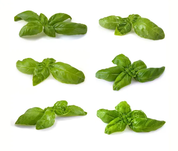 Leaves of basil — Stock Photo, Image