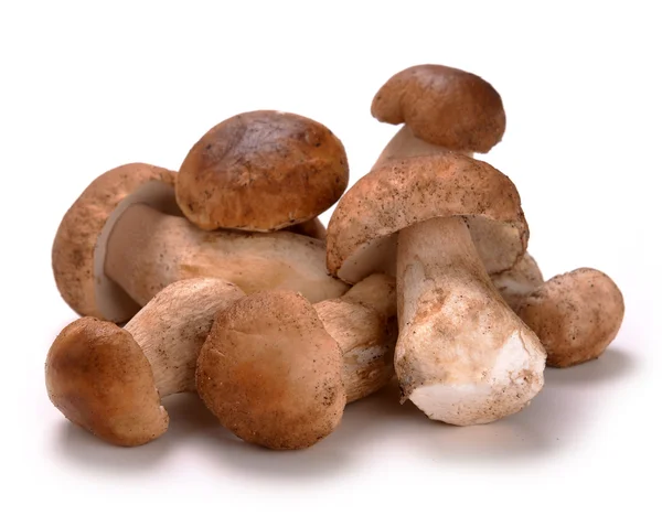 Ceps champiñones — Foto de Stock