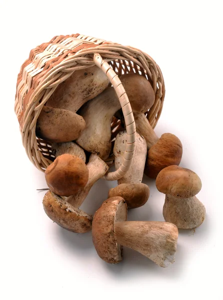 Mushrooms in a basket — Stock Photo, Image