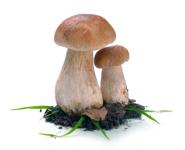 Ceps setas en el suelo — Foto de Stock