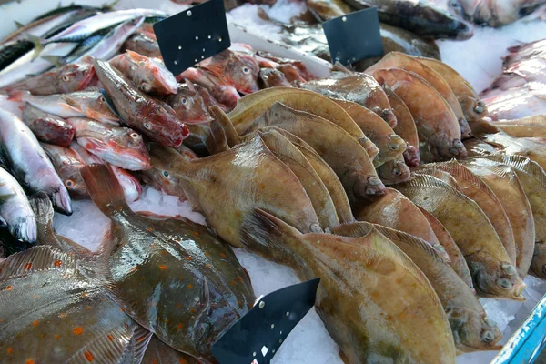 Flatfish, cavala, surmullet — Fotografia de Stock