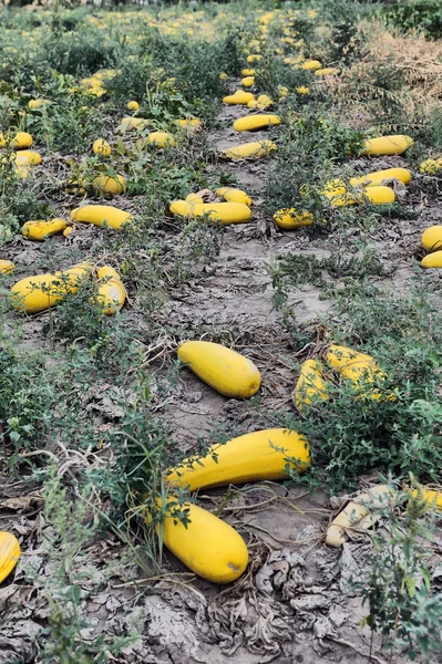 Reife Zucchini auf der Plantage — Stockfoto