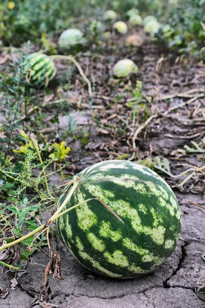 Mogen vattenmelon på plantagen — Stockfoto
