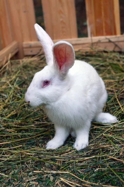 Conejo blanco en una hierba verde — Foto de Stock