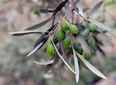 Ağaçtaki yeşil zeytinler