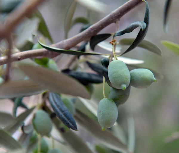 Azeitonas verdes na árvore — Fotografia de Stock