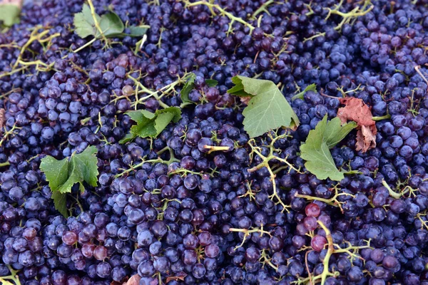 Uvas para vino tinto en la bodega —  Fotos de Stock