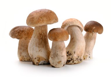 Ceps mantar