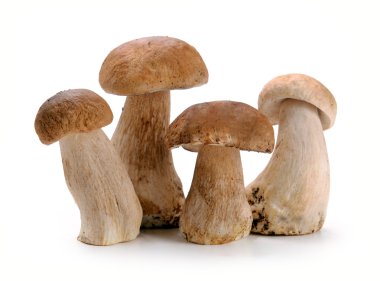 Ceps mantar
