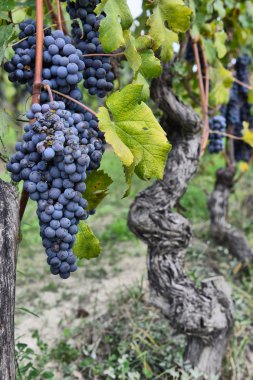 Üzümlü merlot.