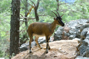 ormandaki yabani keçi