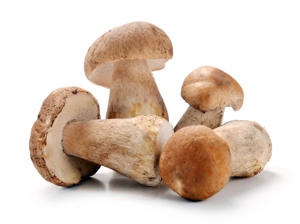 Ceps champiñones — Foto de Stock