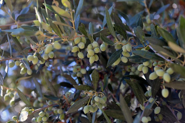 Зелені оливки на дереві — стокове фото