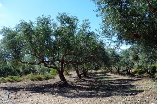 Plantation of olive trees — Stock Photo, Image