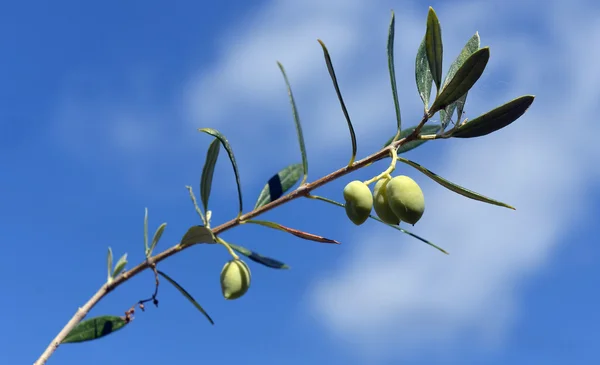 Aceitunas verdes en el árbol —  Fotos de Stock