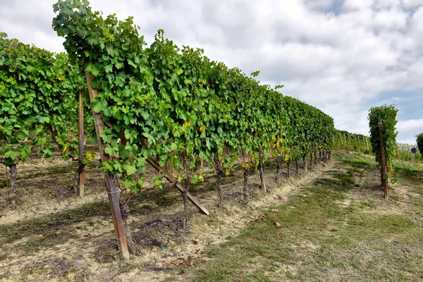 Vigneti in Italia — Foto Stock