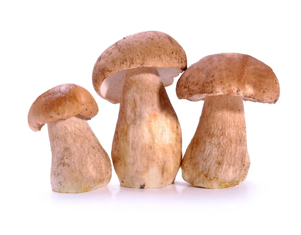 Ceps champiñones — Foto de Stock