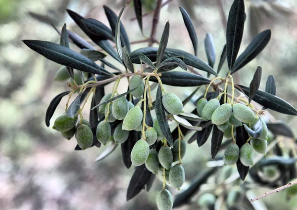 Aceitunas verdes en el árbol — Foto de Stock