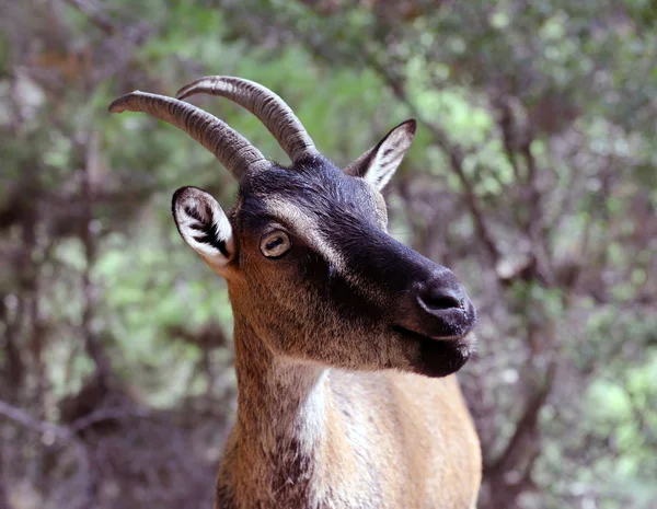 Wildziege im Wald — Stockfoto