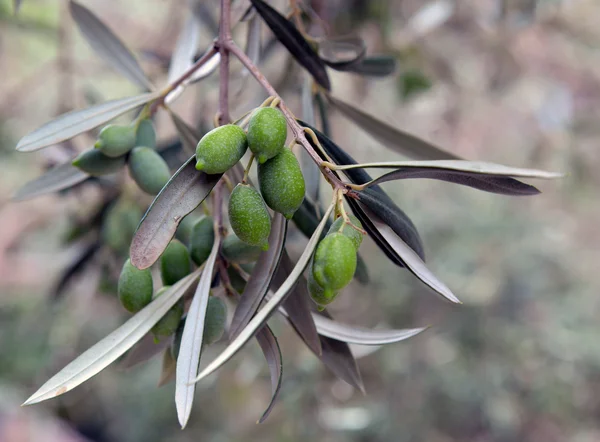 Olives vertes sur l'arbre — Photo