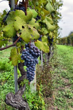 Merlot grapes on the vine clipart