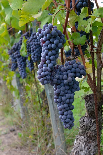 Merlot-Trauben an der Rebe — Stockfoto