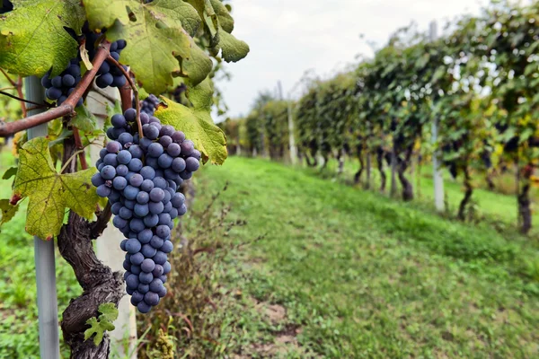 Merlot-Trauben an der Rebe — Stockfoto