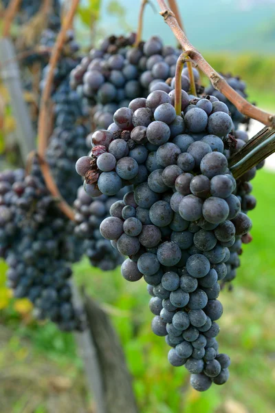 Виноград Мерло на лозе — стоковое фото