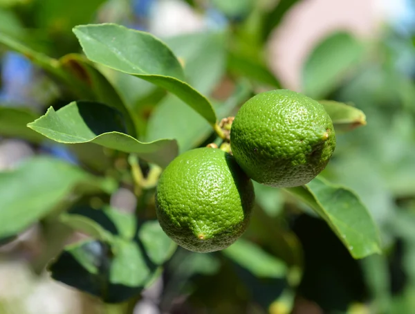 Ripe lime on a tree branch — Stock Photo, Image