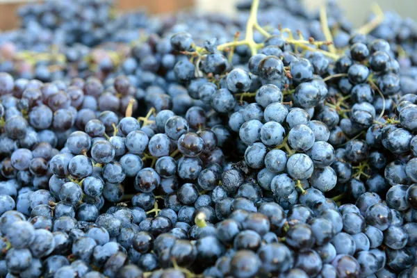 Uvas para vino tinto en la bodega —  Fotos de Stock