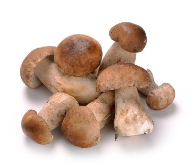 Ceps mantar