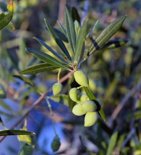 Aceitunas verdes en el árbol —  Fotos de Stock