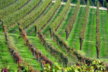 üzüm bağları Panoraması