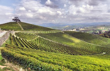 üzüm bağları Panoraması